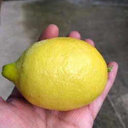 Limoni