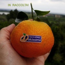 Die ersten Clementinen von...