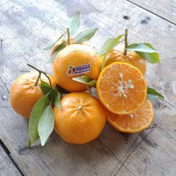 Mandarini di Ciaculli